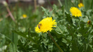 A bee foraging for dandelion pollen, Boulder, Colorado photographed by Laura Tyler.