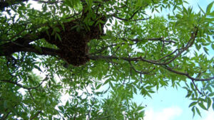 A swarm of honeybees, Boulder, Colorado