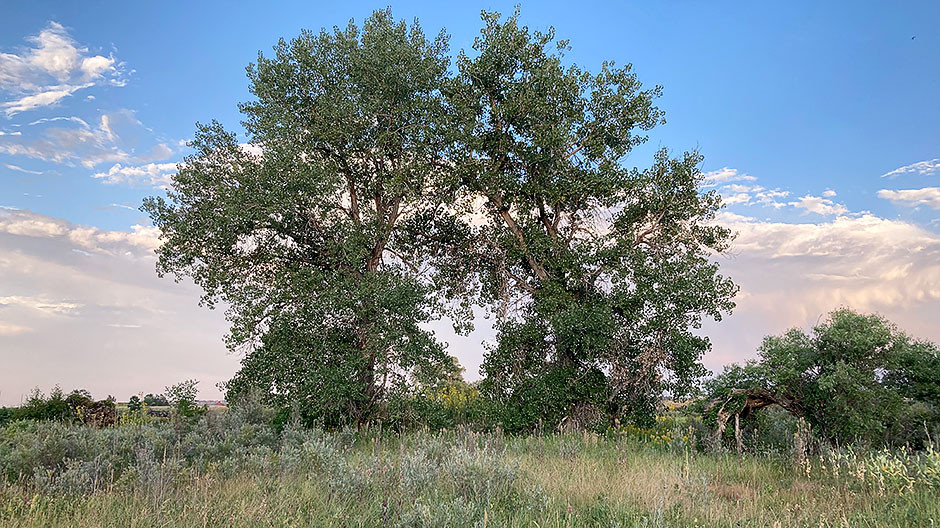 Cottonwood tree, South Boulder Creek, Boulder, Colorado