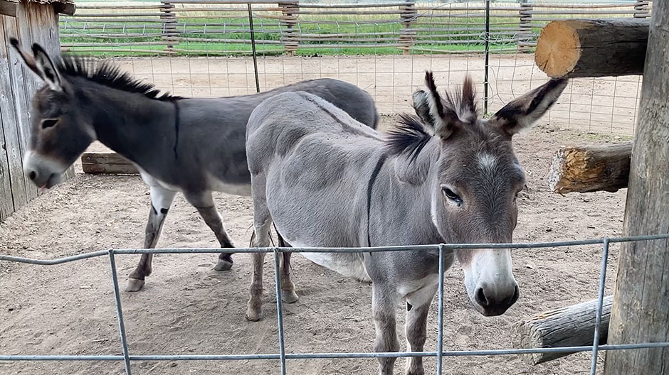 Two sweet miniature burros belonging to Tom’s friends Doyen and Jim Mitchell in Longmont, Colorado
