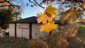 A yellow maple leaf glows near the Honey House, Boulder County, Colorado