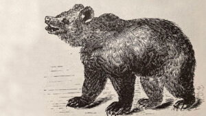 Bear, wood engraving, artist unknown