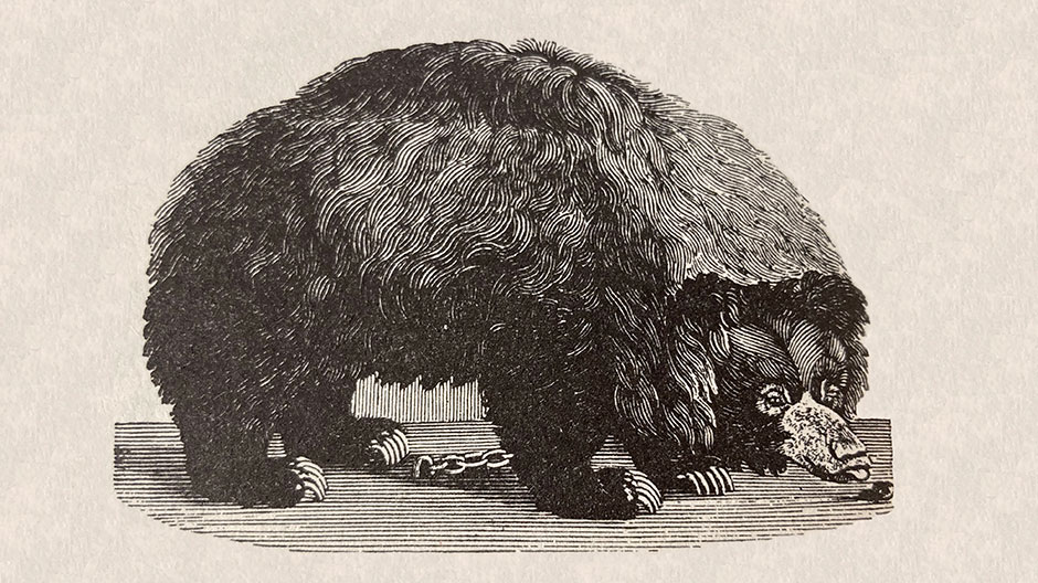 Wood engraving of a black bear, Thomas Bewick