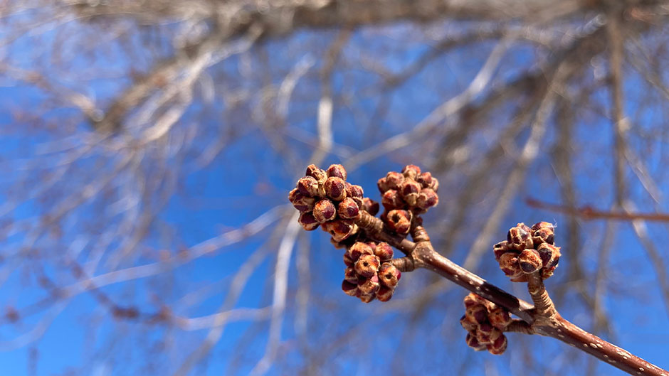 Maple buds, Boulder, Colorado