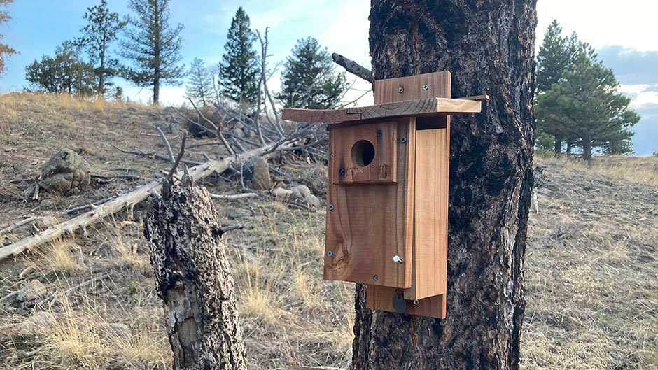 Nesting box, Walker Ranch, Boulder, Colorado