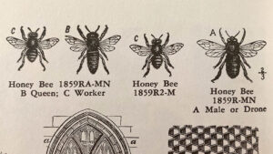 Honeybee castes: workers, queen and drone, wood engraving, artist unknown