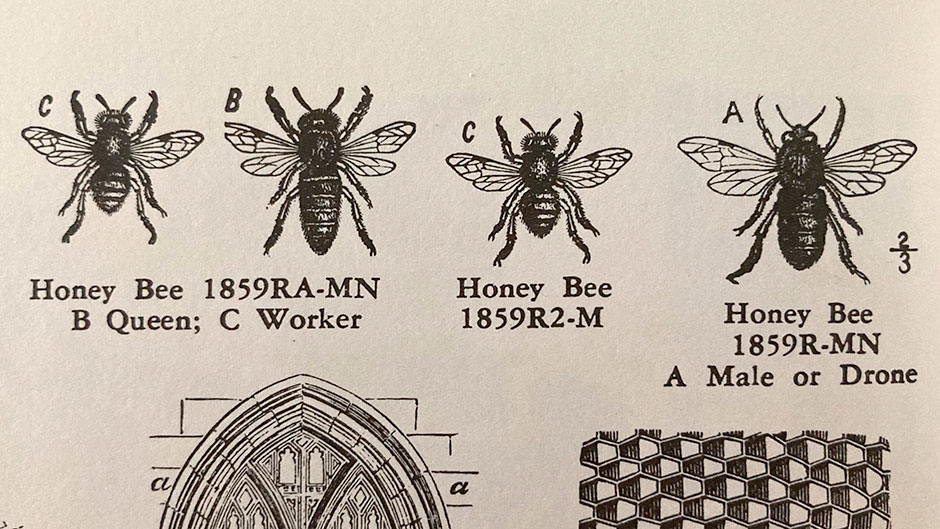 Honeybee castes: workers, queen and drone, wood engraving, artist unknown